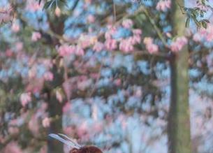 彩虹般的童趣：桜桃喵未熟2幼稚园作品合集，为您献上